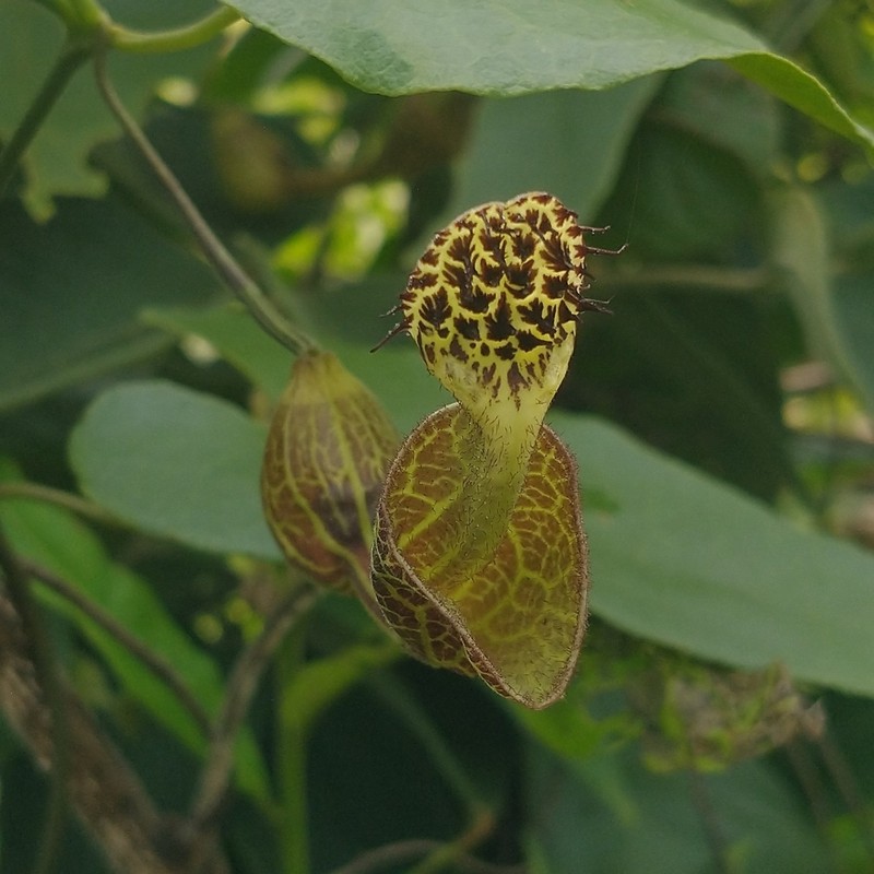 Aristolochia rugosa
