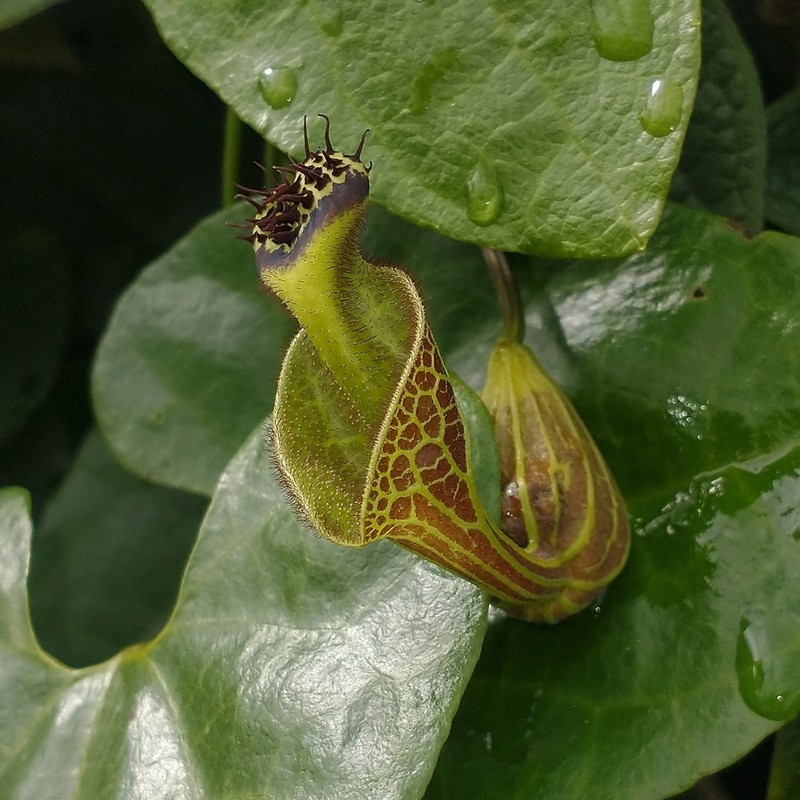 Aristolochia rugosa photo 2
