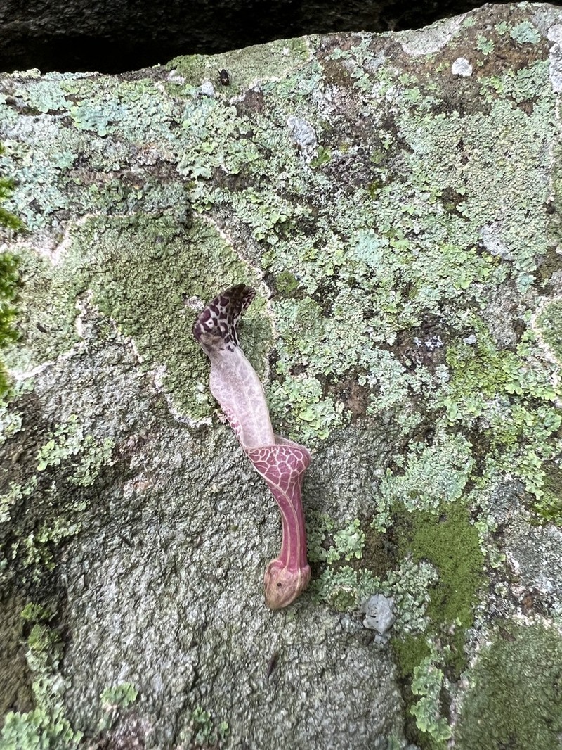 Aristolochia rugosa photo 3