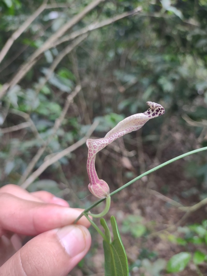 Aristolochia rugosa photo 5