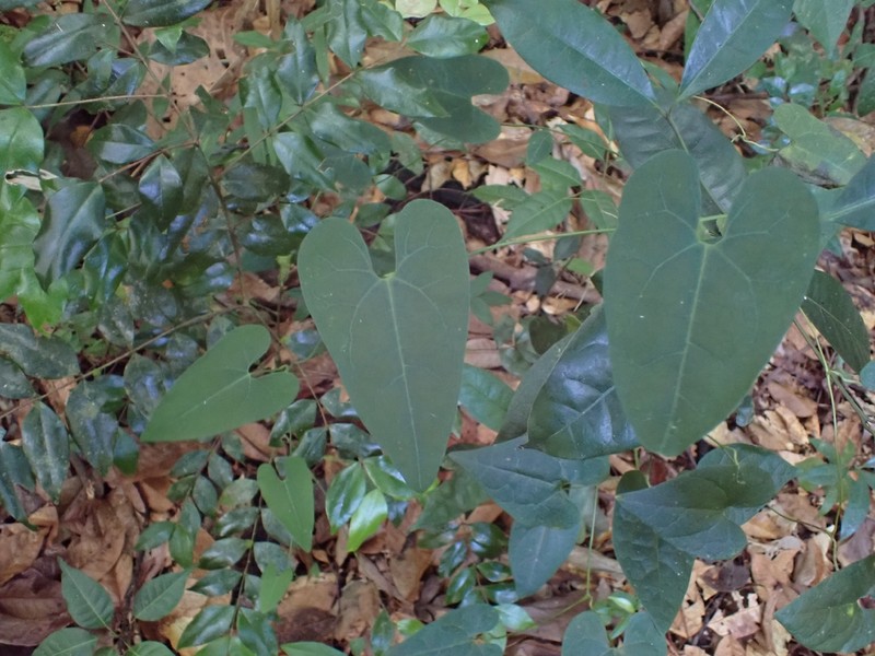Aristolochia rugosa photo 6