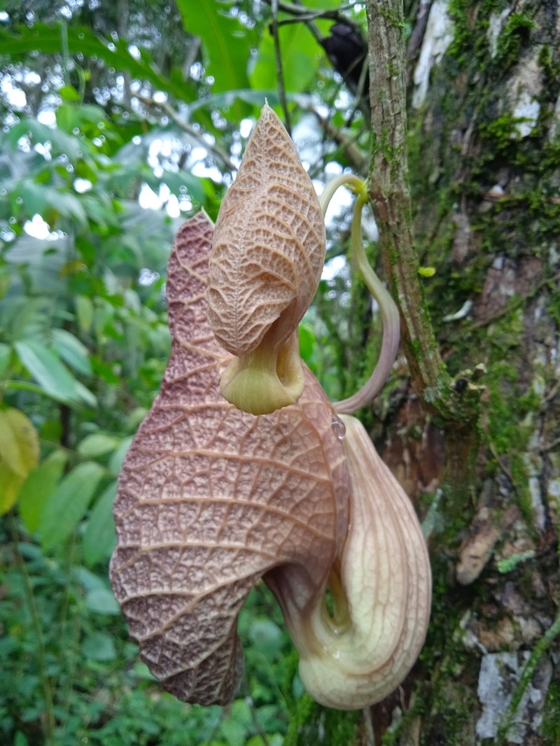 Aristolochia ruiziana