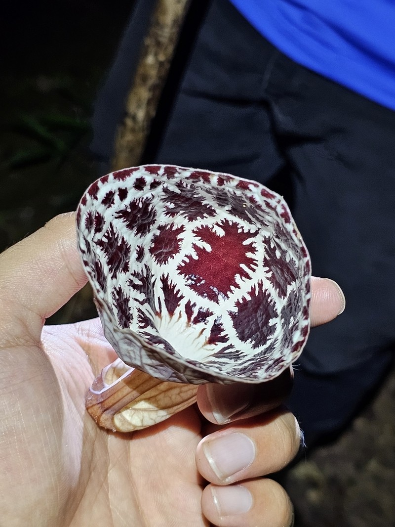 Aristolochia ruiziana photo 2