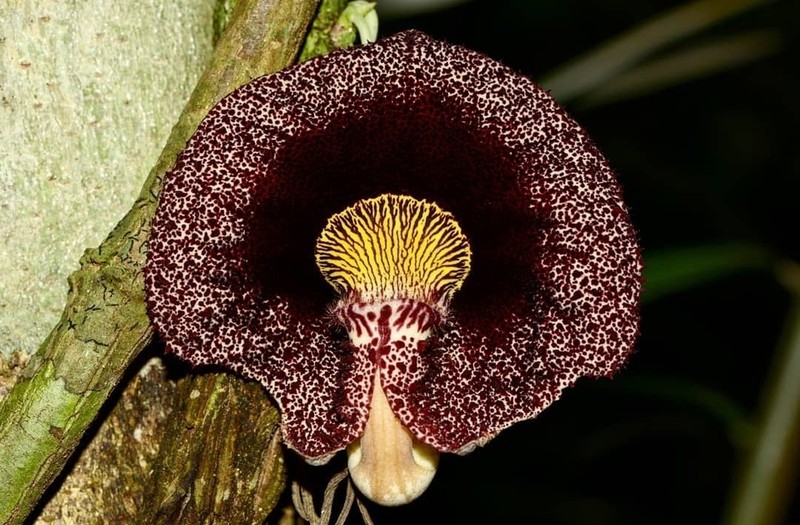 Aristolochia ruiziana photo 3