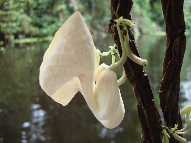 Aristolochia ruiziana photo 4