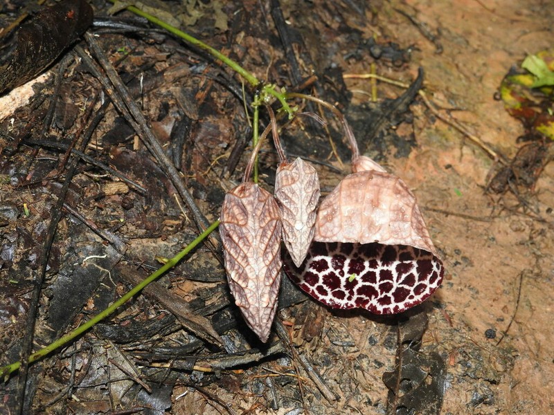 Aristolochia ruiziana photo 5