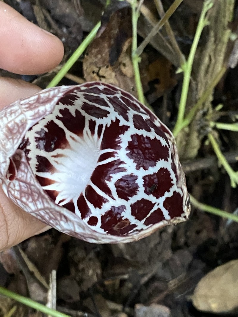 Aristolochia ruiziana photo 6