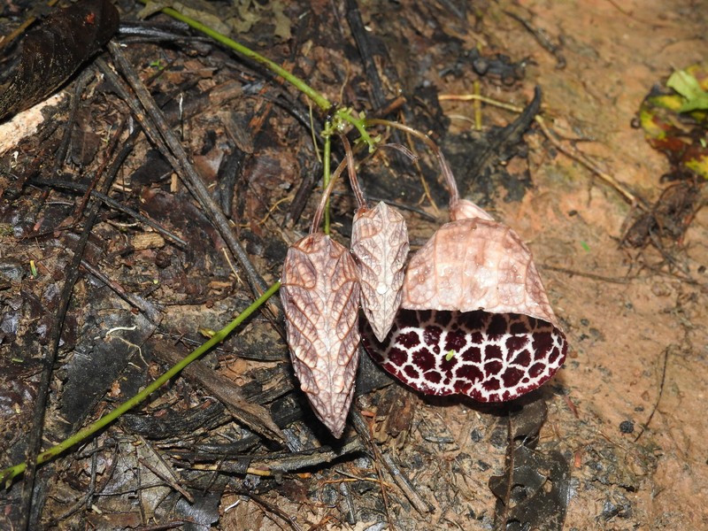 Aristolochia ruiziana photo 8