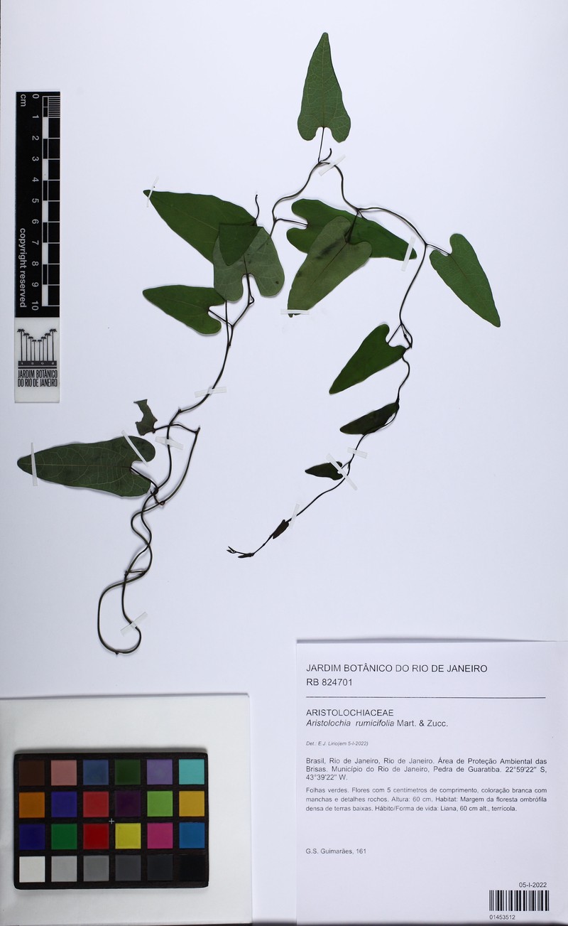 Aristolochia rumicifolia
