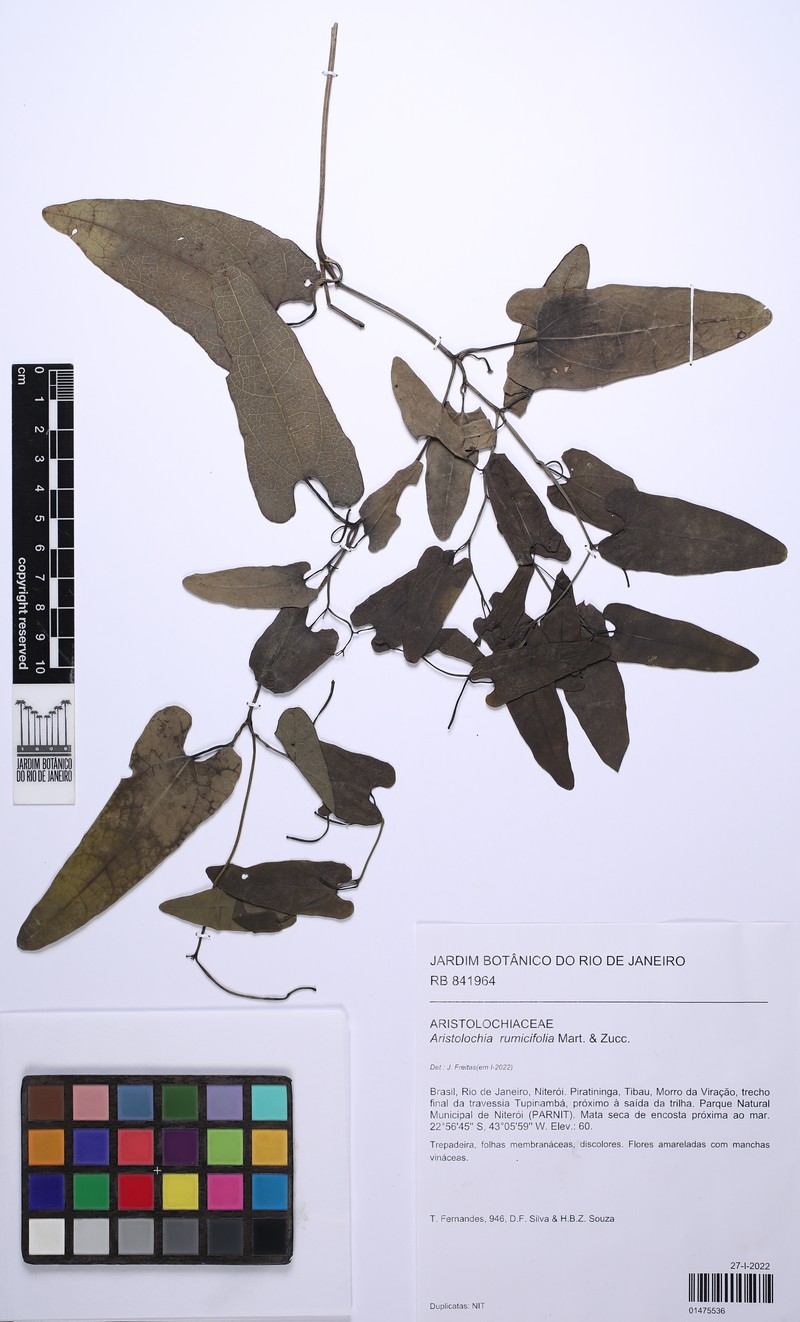 Aristolochia rumicifolia photo 2