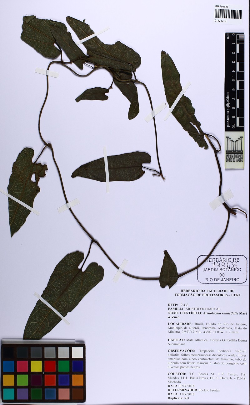 Aristolochia rumicifolia photo 4
