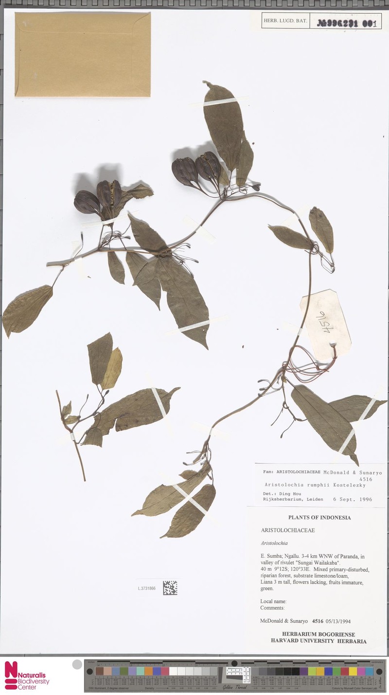 Aristolochia rumphii
