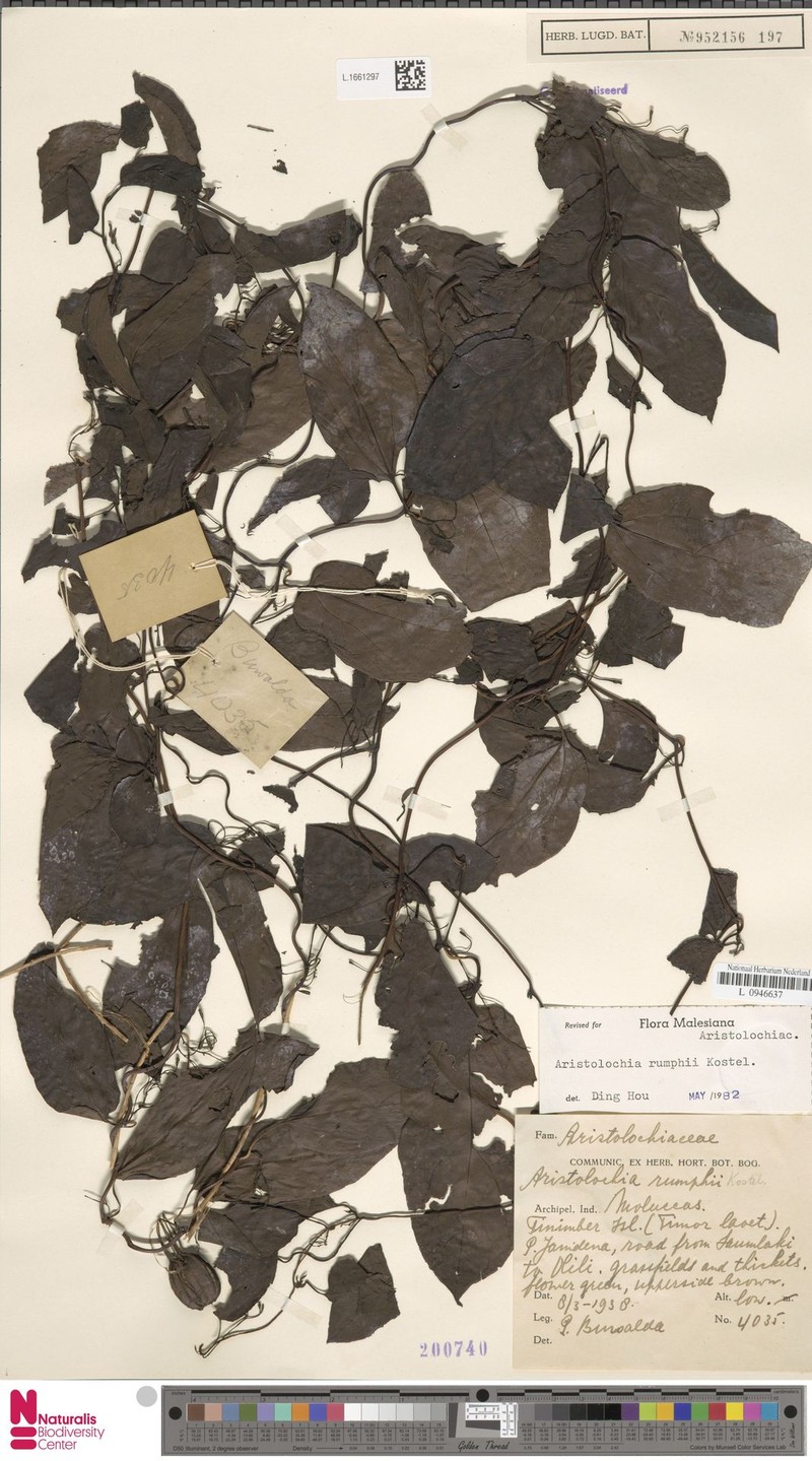 Aristolochia rumphii photo 2