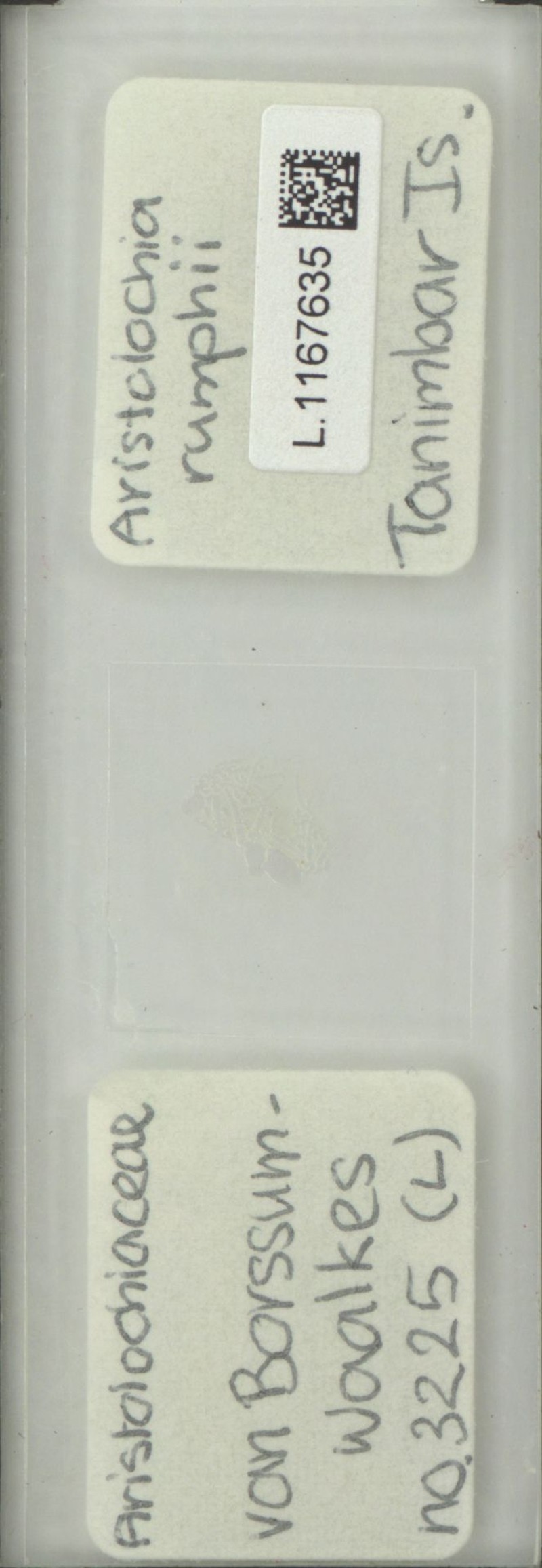 Aristolochia rumphii photo 3