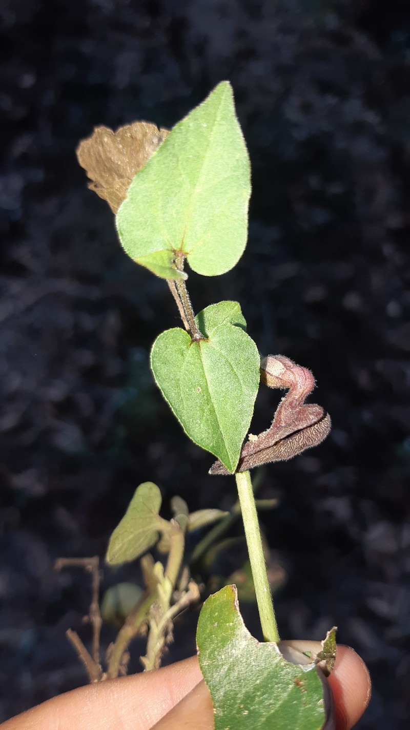 Aristolochia rzedowskiana photo 2