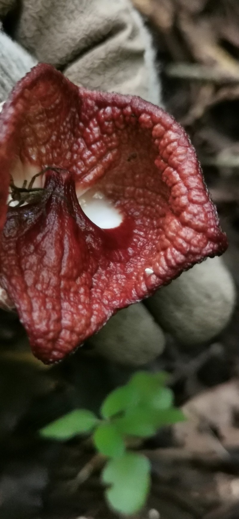 Aristolochia salvadorensis