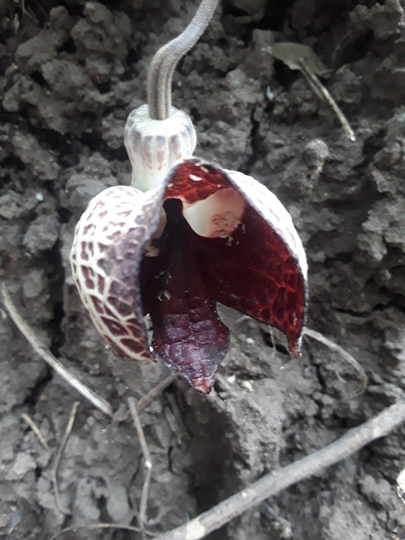 Aristolochia salvadorensis photo 2