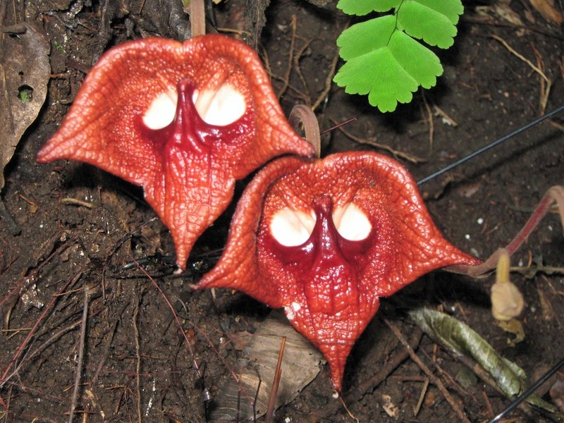 Aristolochia salvadorensis photo 3