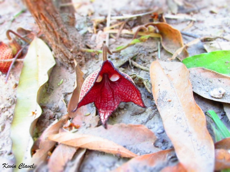 Aristolochia salvadorensis photo 4