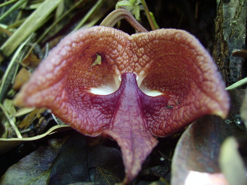 Aristolochia salvadorensis photo 8