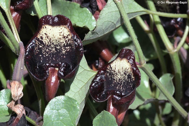 Aristolochia scabridula