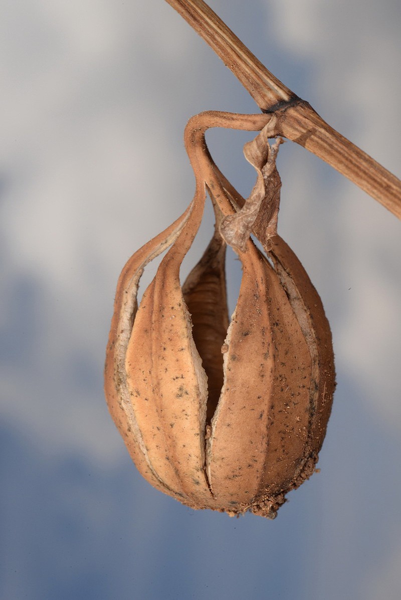 Aristolochia scabridula photo 2