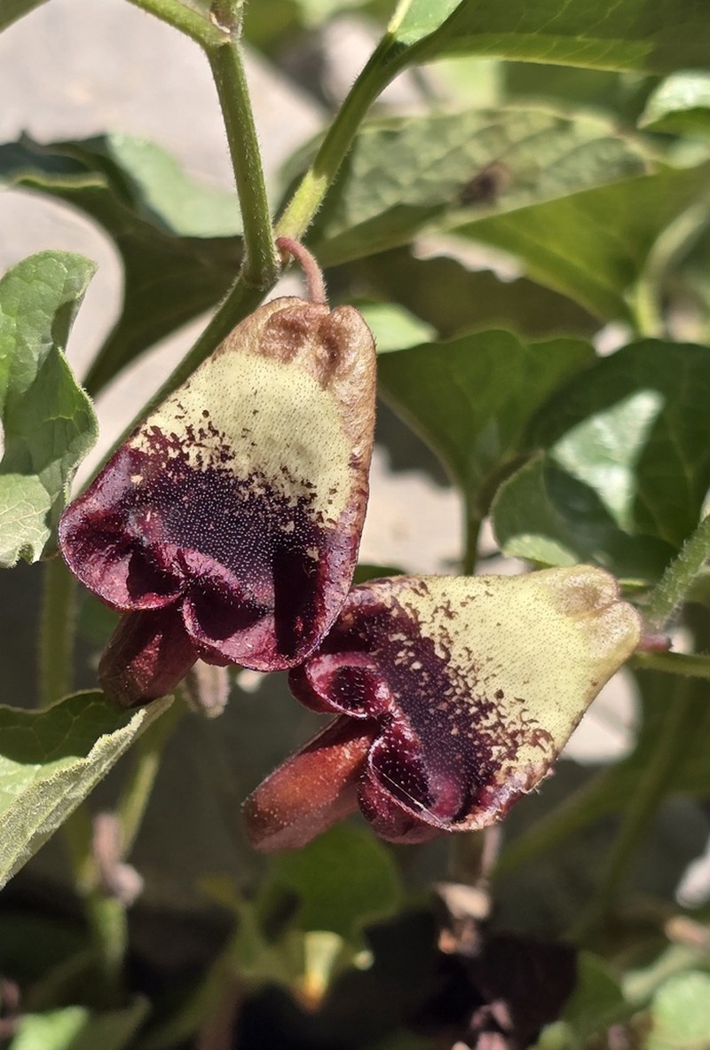 Aristolochia scabridula photo 3