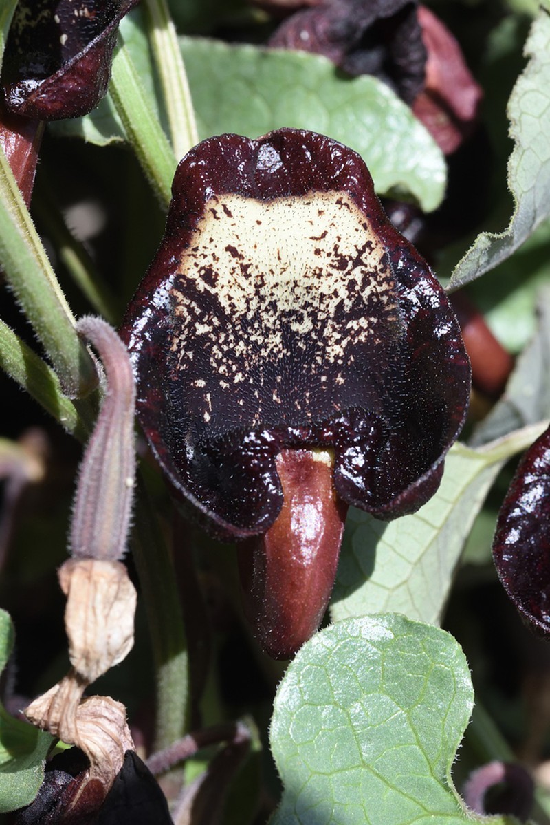 Aristolochia scabridula photo 4