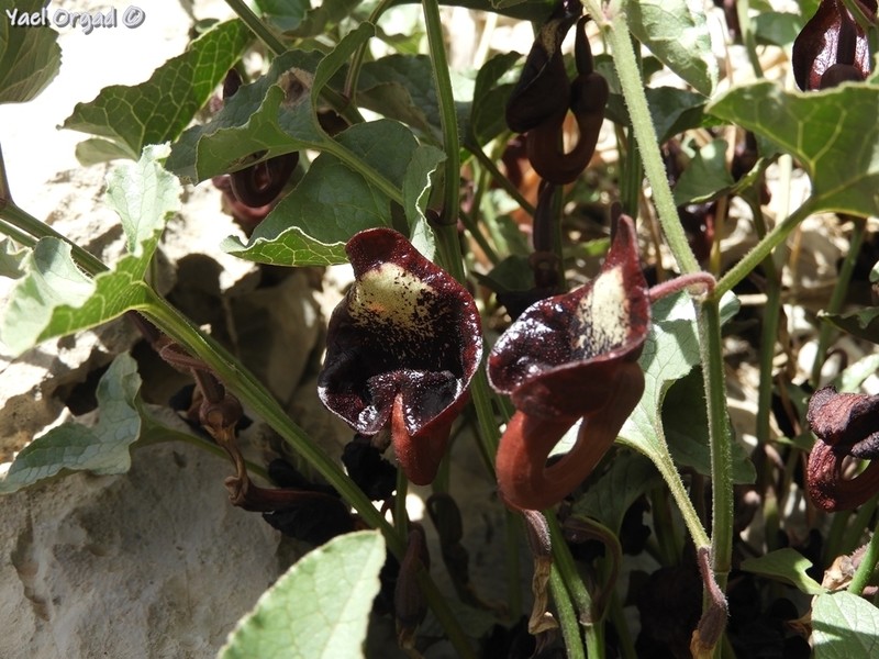 Aristolochia scabridula photo 5