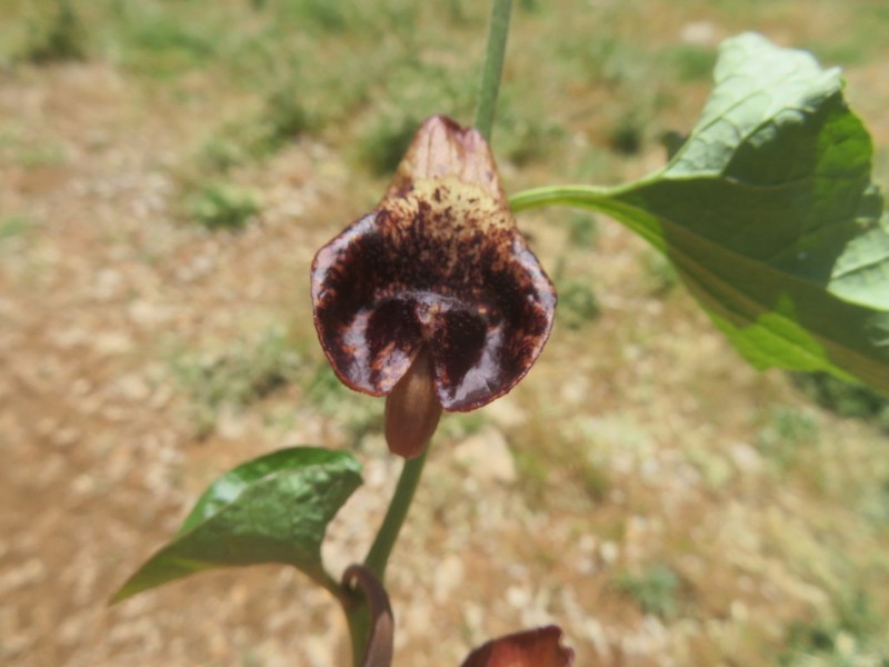 Aristolochia scabridula photo 6