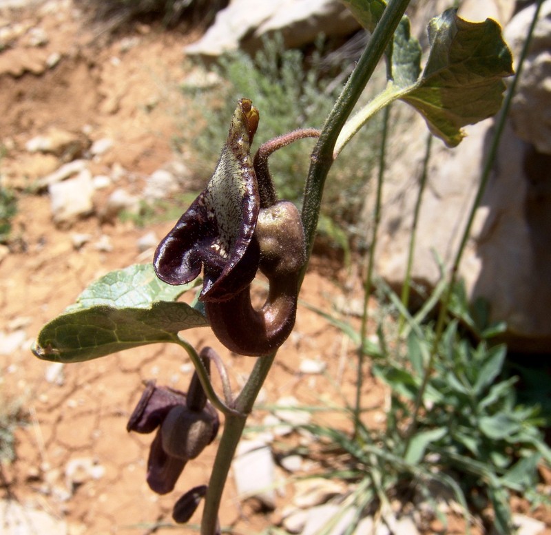 Aristolochia scabridula photo 7