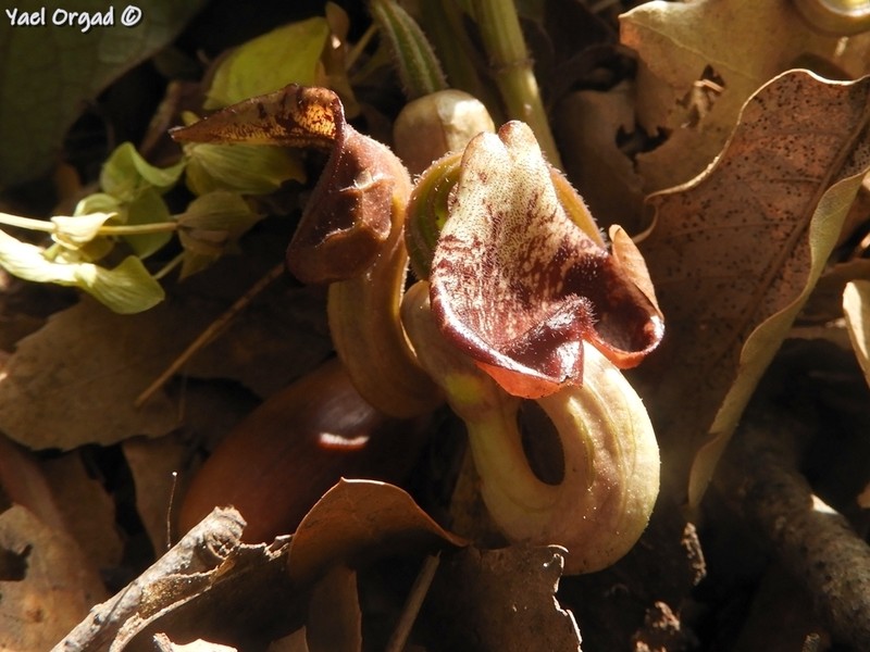 Aristolochia scabridula photo 8