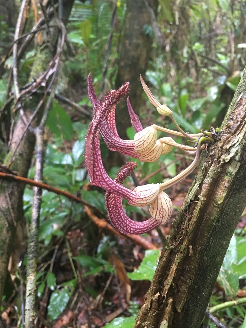 Aristolochia schippii