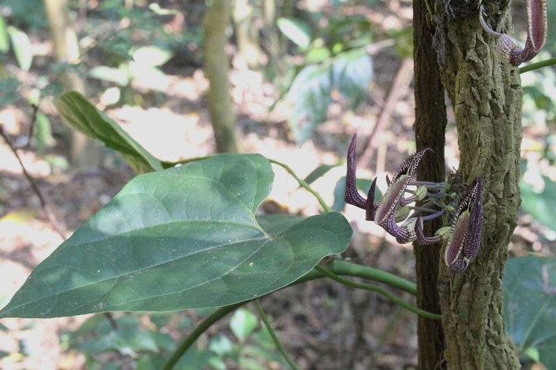Aristolochia schippii photo 2