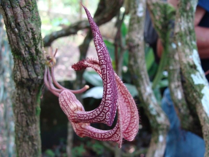 Aristolochia schippii photo 3