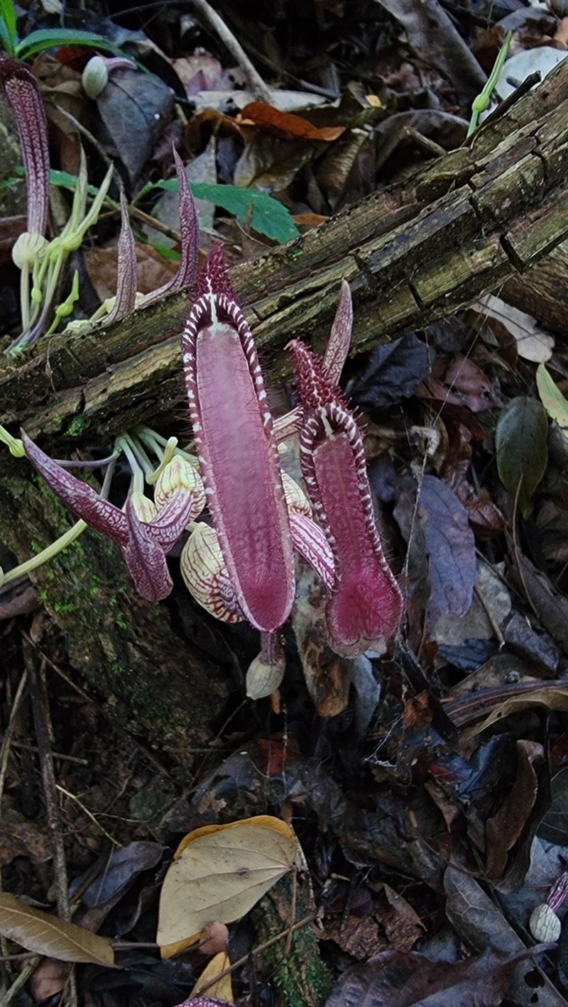 Aristolochia schippii photo 4