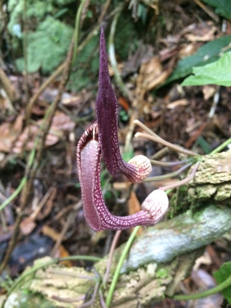 Aristolochia schippii photo 5
