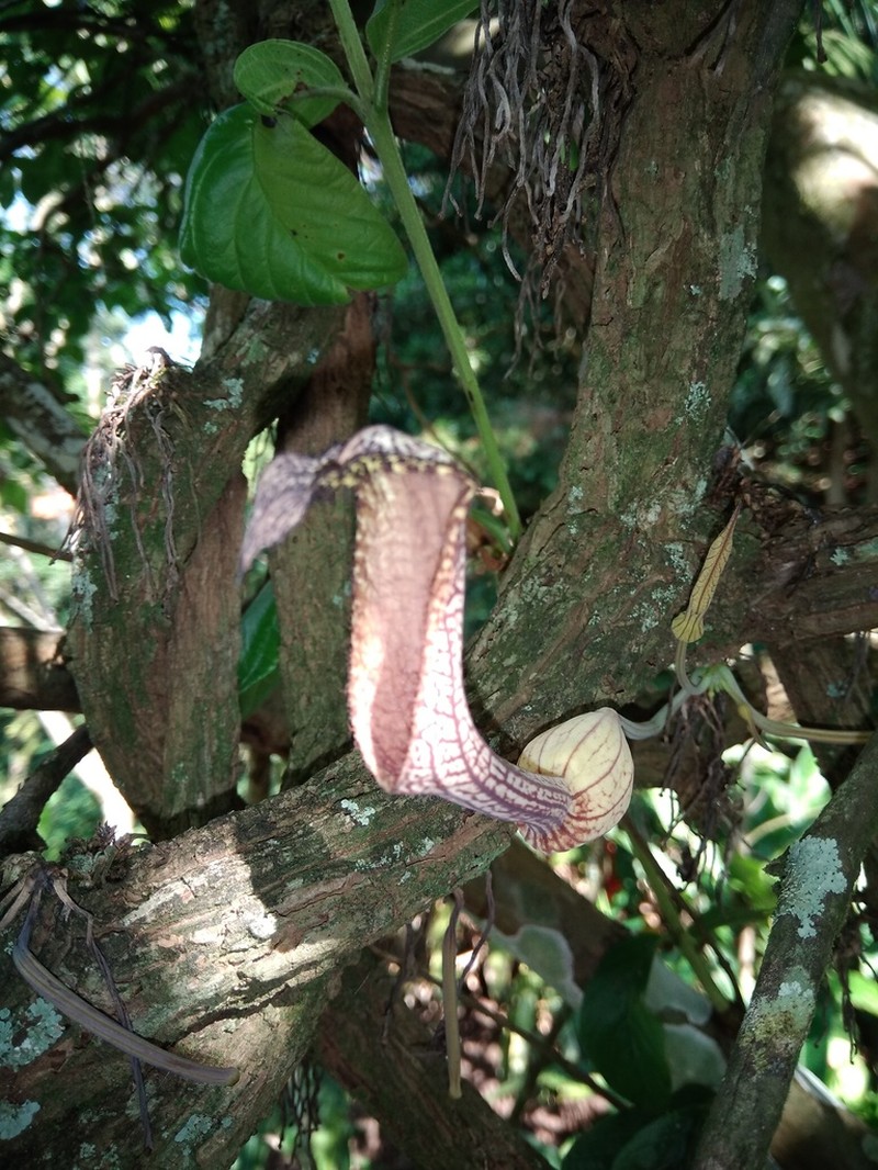 Aristolochia schippii photo 6