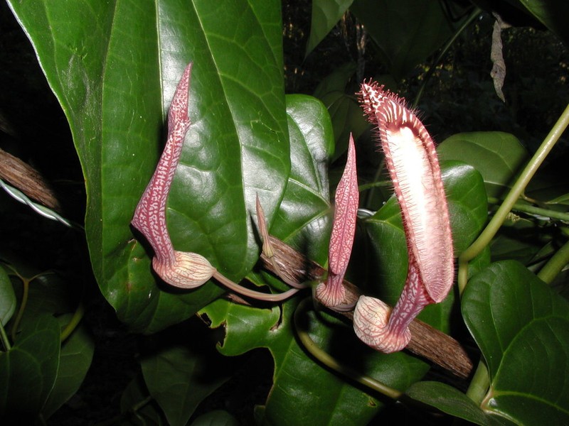 Aristolochia schippii photo 7