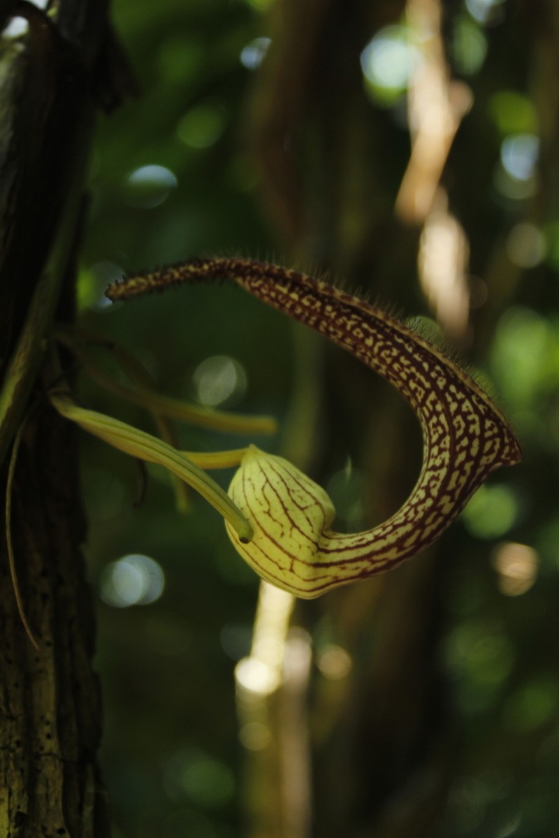 Aristolochia schippii photo 8