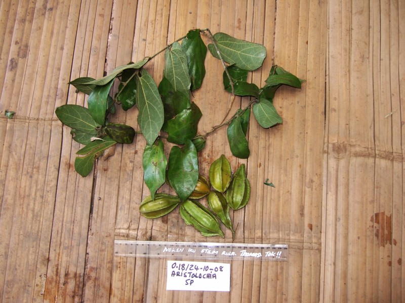 Aristolochia schlechteri