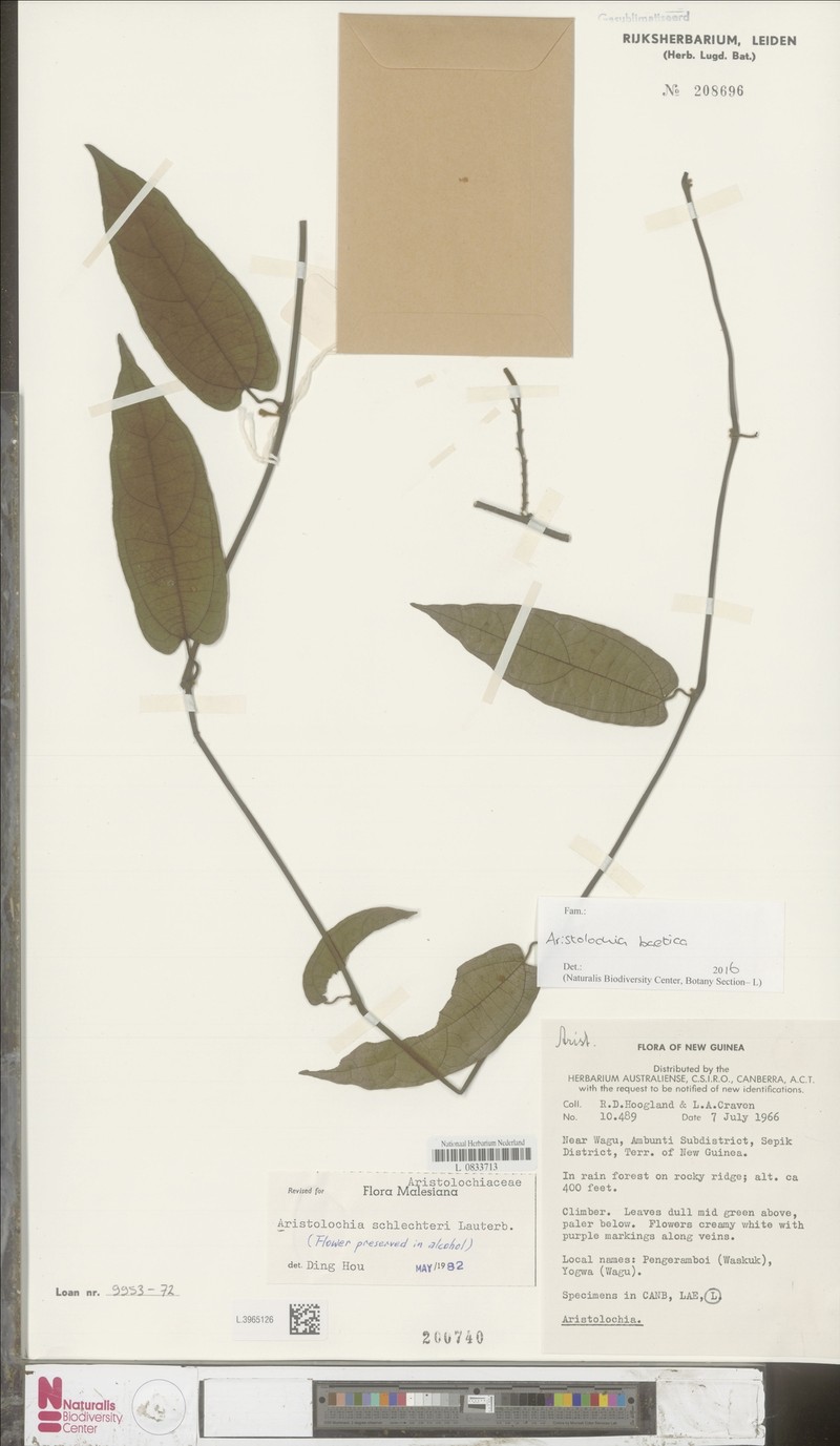 Aristolochia schlechteri photo 2
