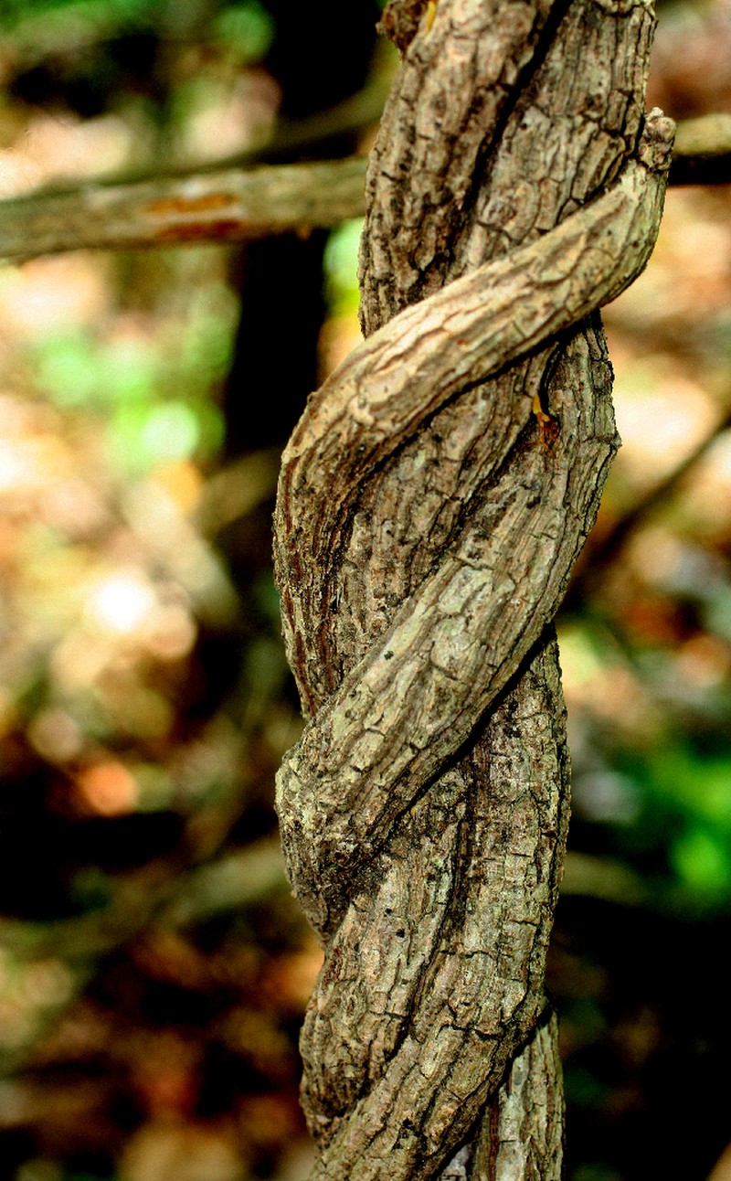 Aristolochia schmidtiana photo 2