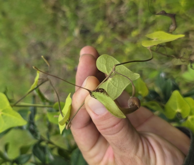 Aristolochia schottii