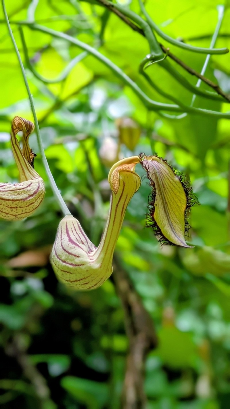 Aristolochia schultzeana