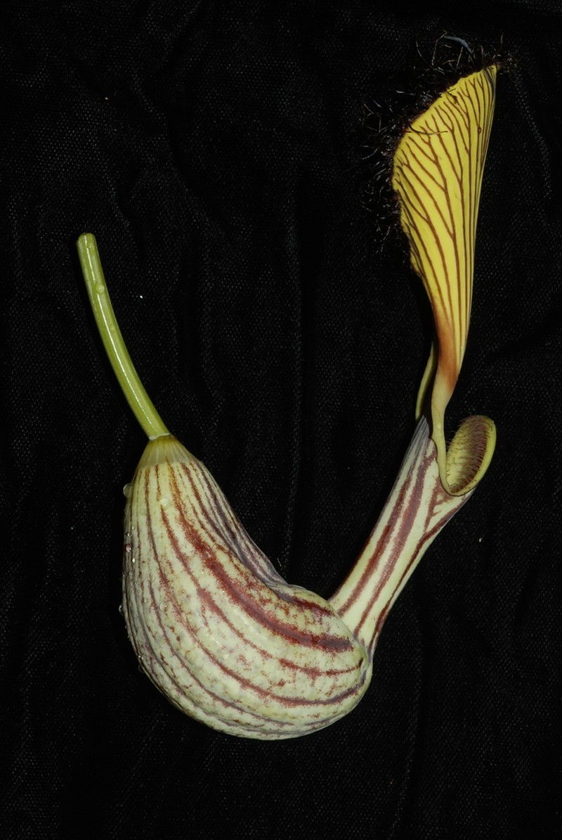 Aristolochia schultzeana photo 2