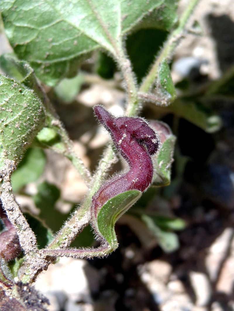 Aristolochia secunda