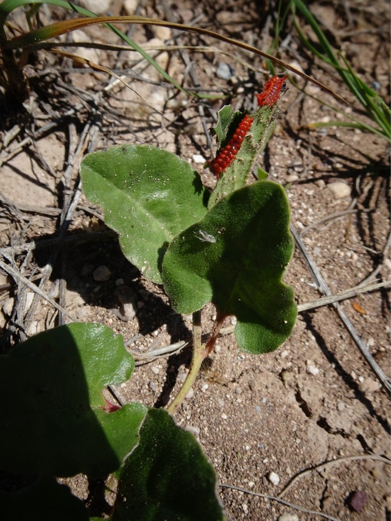 Aristolochia secunda photo 2