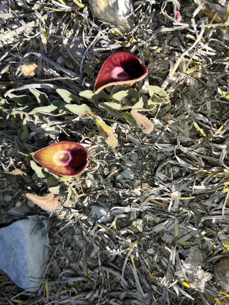 Aristolochia secunda photo 5