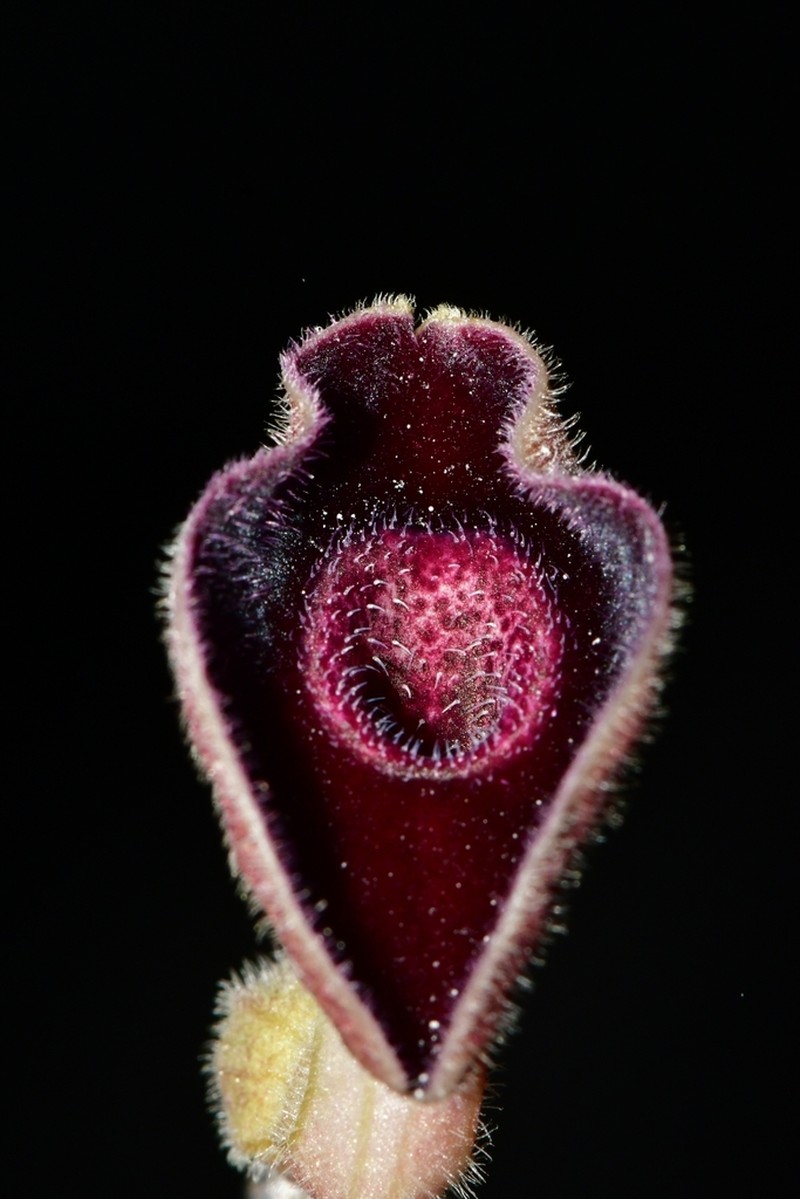 Aristolochia secunda photo 6